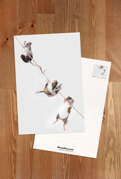 Mice