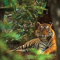 Indian tiger