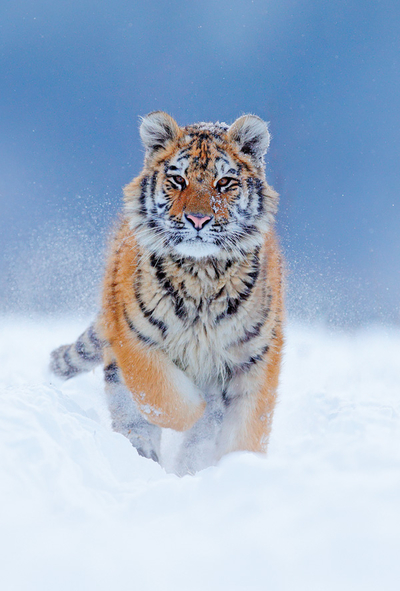 Tiger in the snow