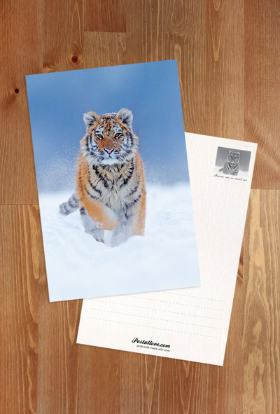Tiger in the snow