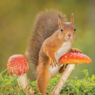 Squirrel and toadstools