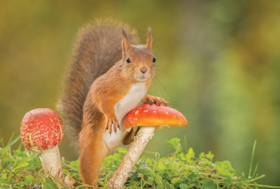 Squirrel and toadstools