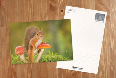 Squirrel and toadstools