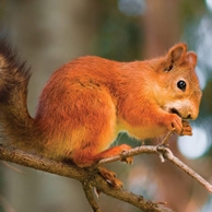 Squirrel