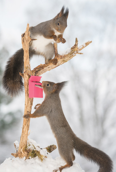 Squirrels and a mailbox