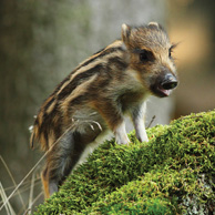 Spring young wild boar