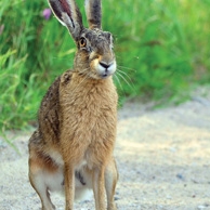 European hare