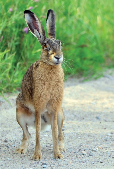 European hare