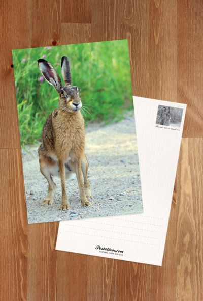 European hare