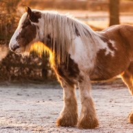 Winter horse