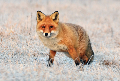 Red fox
