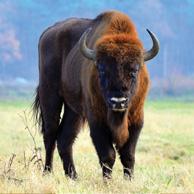 European bison