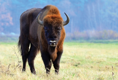 European bison