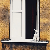 White cat on a windowsill