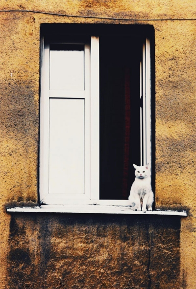 White cat on a windowsill