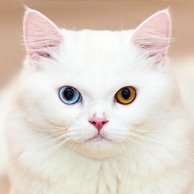 White cat with two colored eyes