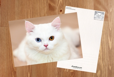 White cat with two colored eyes