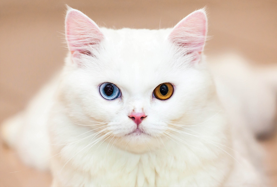 White cats with two different sales colored eyes