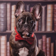 Bulldog in the library