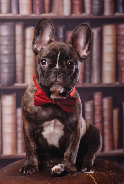 Bulldog in the library