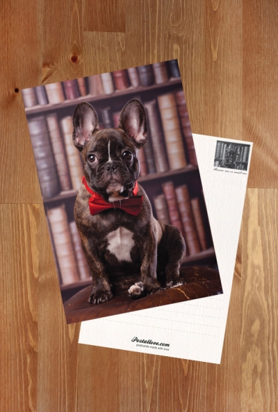 Bulldog in the library
