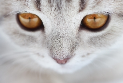 Amber eyes