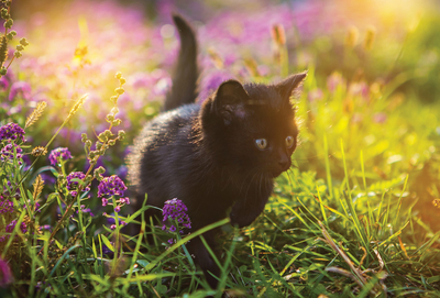 Black kitten in a flowering meadow