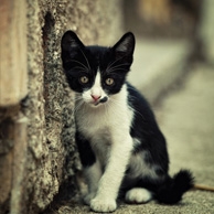 Black and white kitten