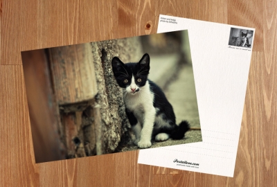 Black and white kitten