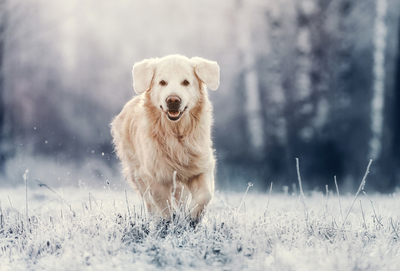 Golden retriever
