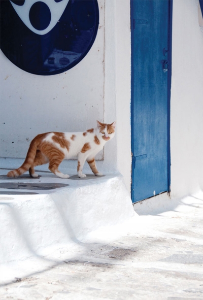 Greek ginger cat