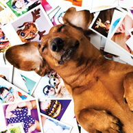 Dachshund 