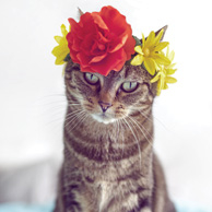 Cute cat with flower crown