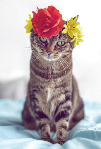 Cute cat with flower crown