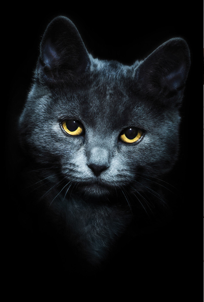 Cat portrait