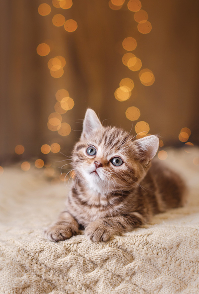 Kitten on the cream blanket