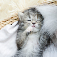Kitten sleeping in a basket