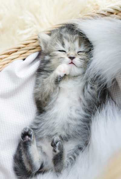 Kitten sleeping in a basket
