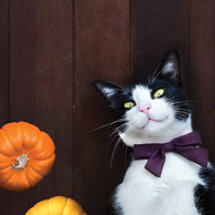 Cat and pumpkins