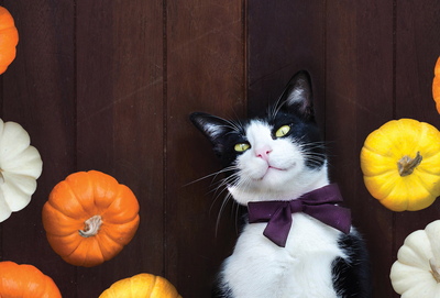 Cat and pumpkins