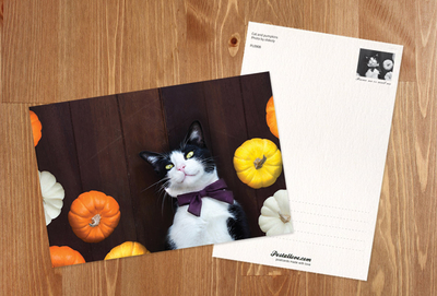 Cat and pumpkins