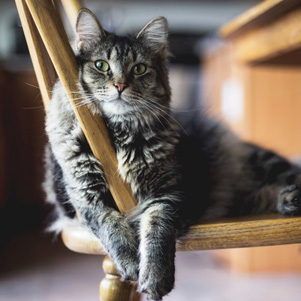 Cat lying on a chair