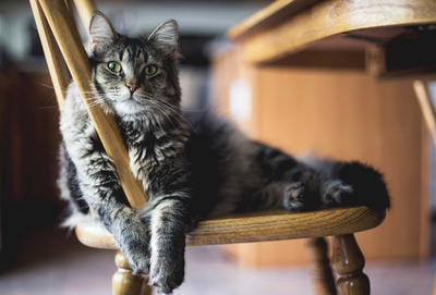 Cat lying on a chair