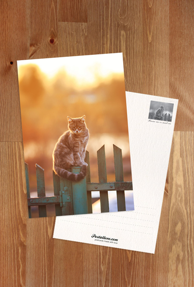 Cat on the fence
