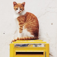 Cat & mailbox
