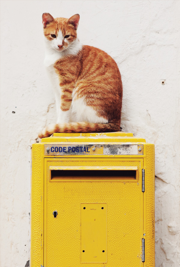Postal Pets Mailbox Flag Black and Orange Cat New Sealed SHIPS FREE 