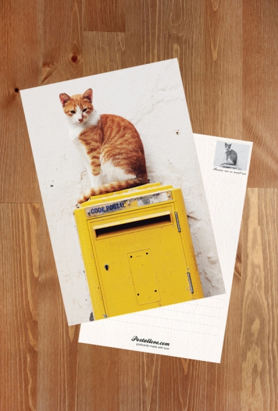 Cat & mailbox