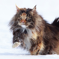 Cat in the snow