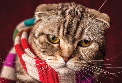Cat in striped scarf