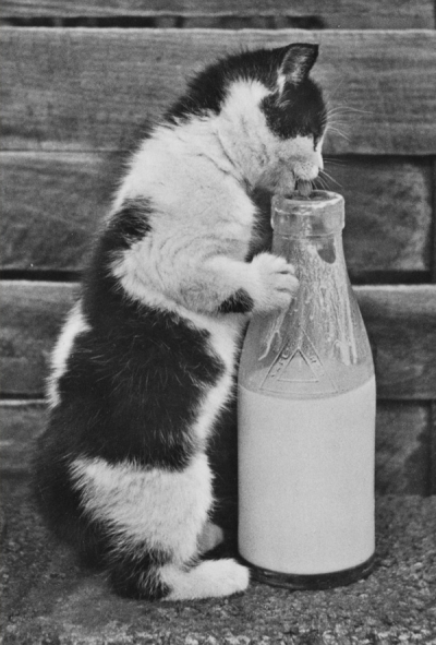 Kitten with a bottle of milk